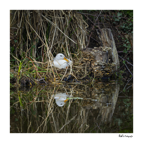 Witte eend op het nest