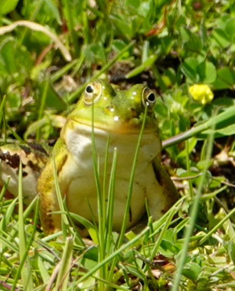 Kikker