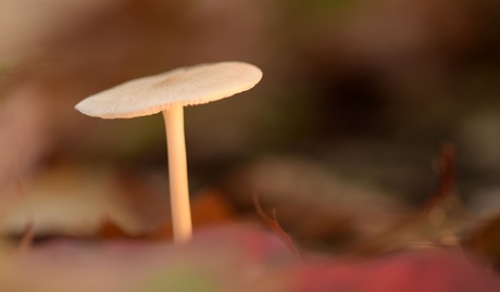 Paddenstoeltje in prachtig herfstbos 