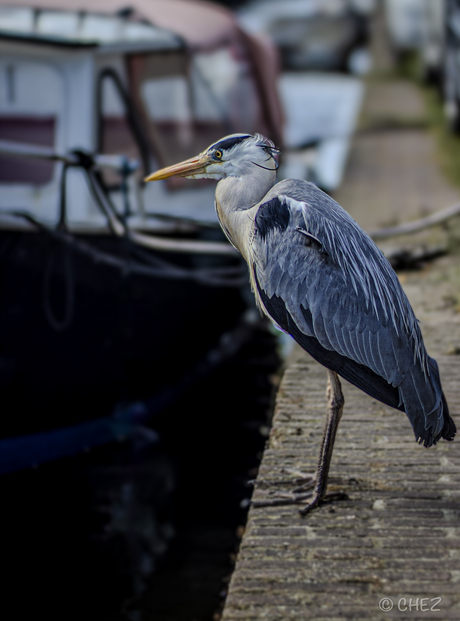 Reiger aan de Gracht