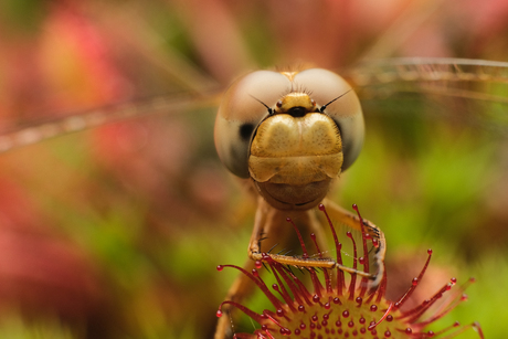 Trapped dragonfly
