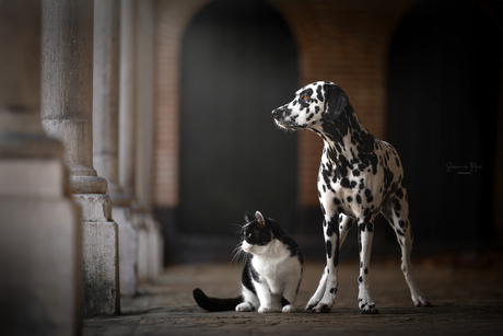 Best friends in Black and White