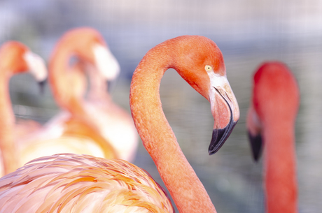 Flamingo kolonie in de zon