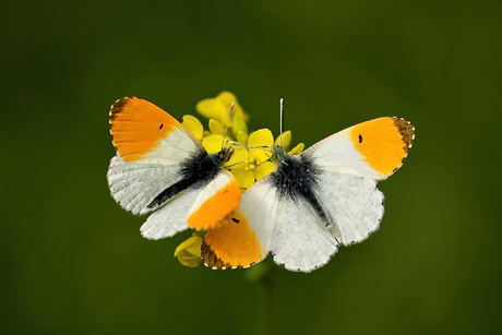 Oranjetipjes