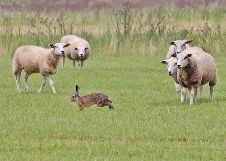 Schapen zien haas voorbij rennen