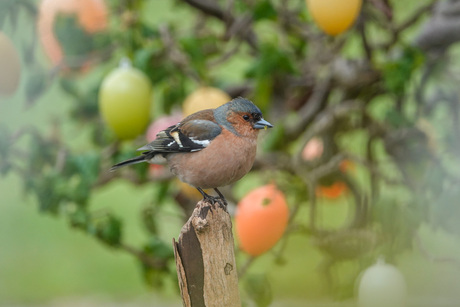 Vink man 