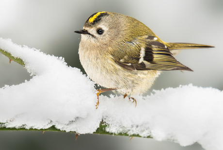 Wat kleur in al het wit