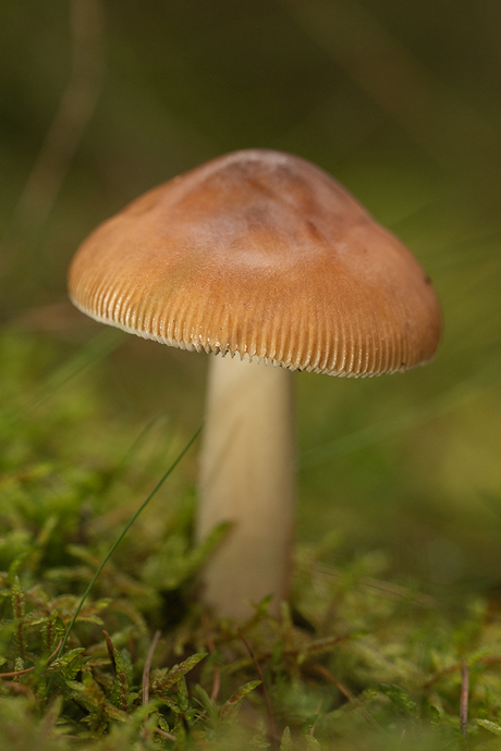 Roodbruine Slanke Amaniet