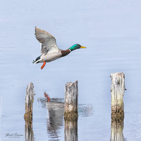 Tussen de Palen door