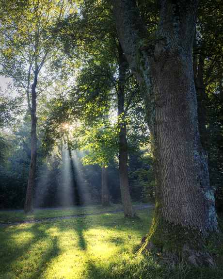 Lichtstralen