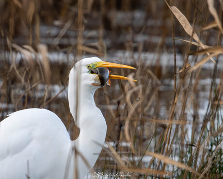 Reiger nuttigd een vis(je).