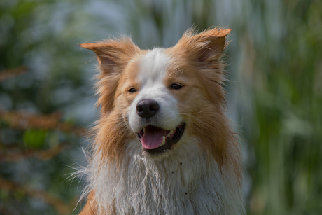 Kop van een border collie