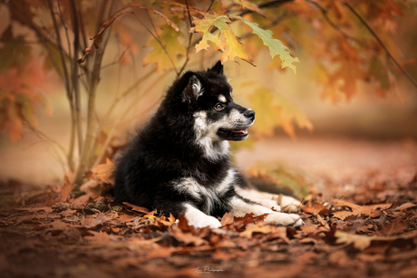 Puppy in de herfst looks