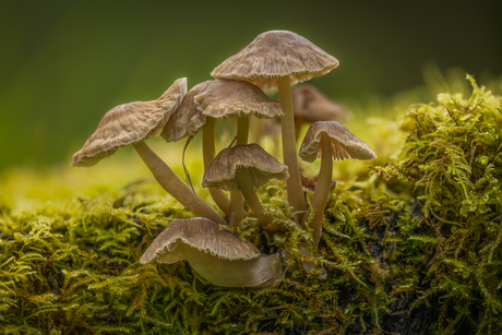 Mycena