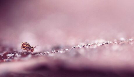 Springstaartje in paars