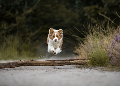 Sammy, de australian sheperd