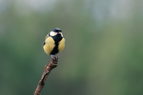 Balanceren op de top
