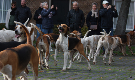 honden van de slipjacht