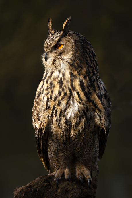 Oehoe uil