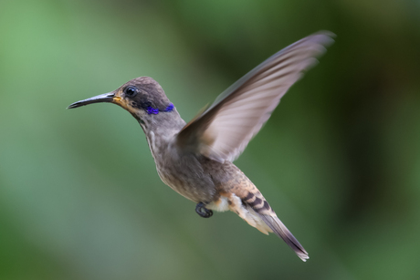 Vliegende grijze kolibrie in het nevelbos