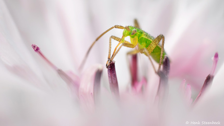 Vierpuntsierblindwants