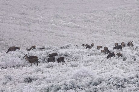 Edelherten kudde in bevroren landschap 