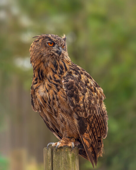 De Uil