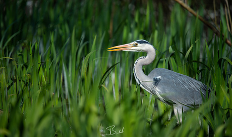 Blauwe reiger 