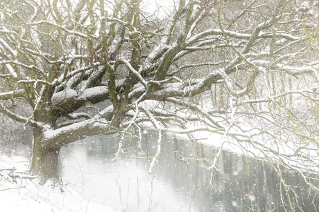 Boom in de sneeuw