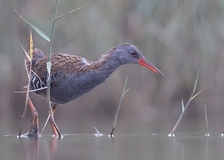 In opperste concentratie