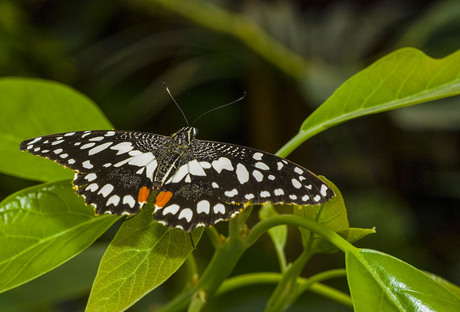 Papilio demoleus ( limoenvlinder)