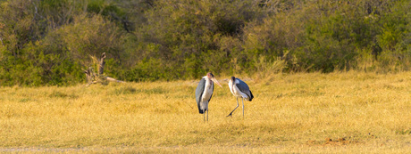 Marabou Storks
