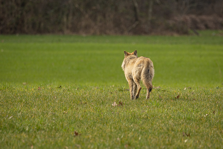 Ontmoeting met een wolf