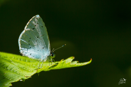 Boomblauwtje in de vroege ochtendzon