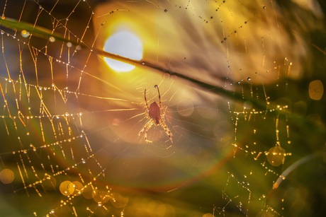 Spin in haar web....