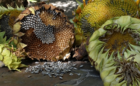 30, 60 of zelfs 100 voudige vermeerdering......