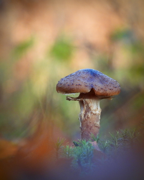 Interessante paddenstoel 