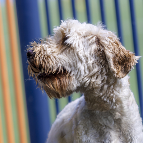 Hondje zoekt baas