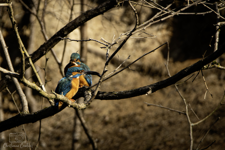Meneer en mevrouw IJsvogel