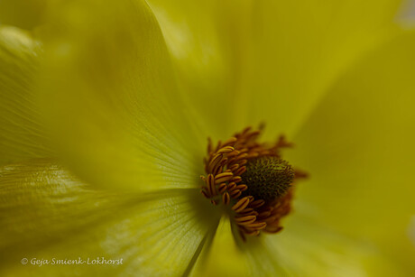 Schoonheid van dichterbij.