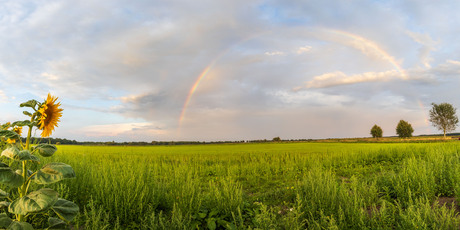 Zonnebloemen met Regenboog