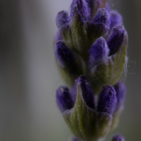 Macro Lavendel