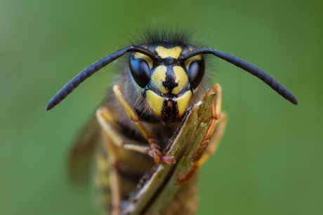 Gewone wesp (Vespula vulgaris)