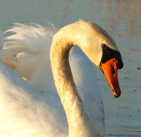 Portret van een zwaan