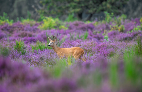 Reebok in de paarse heide