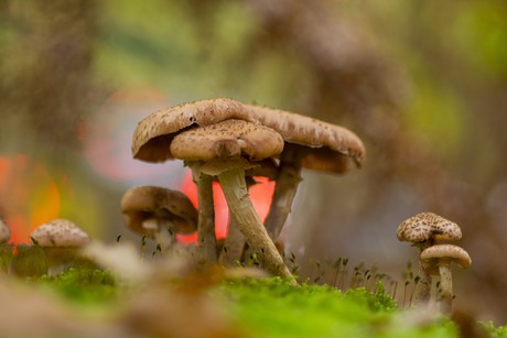 Paddestoelen