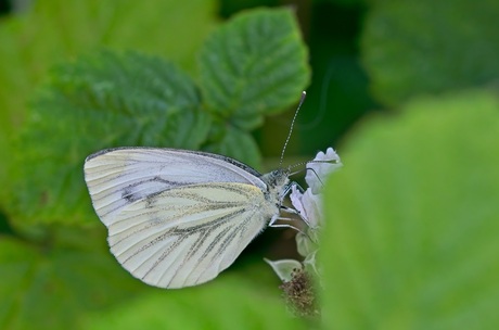 Klein geaderd witje