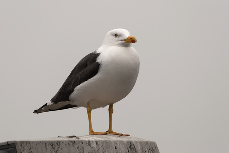 Kleine mantelmeeuw