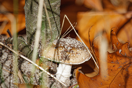 nog zo'n mooie paddenstoel