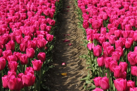 Pink tulip